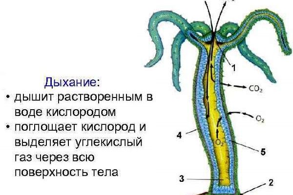 Почему не могу на мегу даркнет